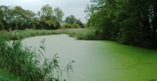 Rivière devenue verte à cause des algues.