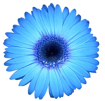 Une fleur bleue