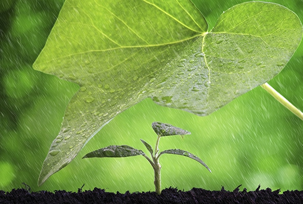 Protection contre la pluie d'une grande feuille sur une petite