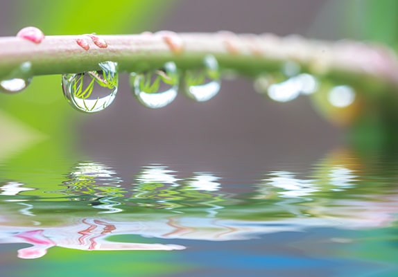 Gouttes sur une branche le matin